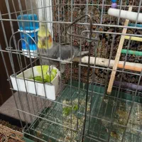 عروس هلندی با تخم