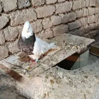 طوقی نر بسیار درشت|پرنده|داران, |دیوار