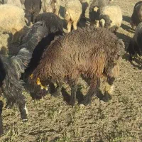 قوچ میش بره|حیوانات مزرعه|شهرکرد, |دیوار