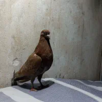 کبوتر|پرنده|شفت, |دیوار