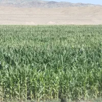 فروش  ذرت علوفه‌ای