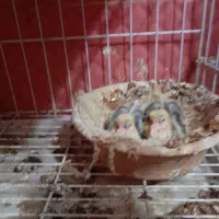 نرماده کلاغ سیاه باجوجه هاش|پرنده|شوشتر, |دیوار