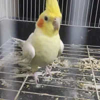 عروس هلندی  مولد