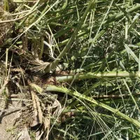 دمیل برحی درجه یک