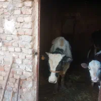 گاو نر سیمیتال