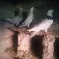 کبوتر سار و شامی