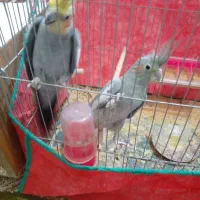 جفت عروس روتخم|پرنده|بم, |دیوار