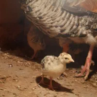 جوجه بوقلمون برنز|حیوانات مزرعه|شلمان, |دیوار