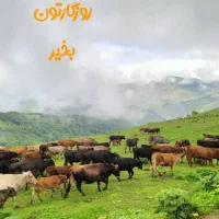 نیروخانم جهت کار دائم