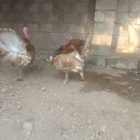 بوقلمون نژاد اصیل بوربون کمیاب