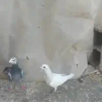 کفتر|پرنده|صدرا-فارس, فاز ۱|دیوار