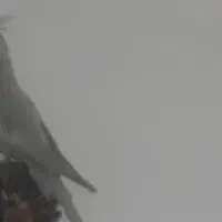 چهارتاعروس هلندی مولد|پرنده|خرم‌آباد, |دیوار