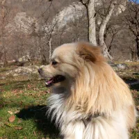 گمشده|حیوانات|شاهرود, |دیوار