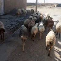 سلام ‌30عدد‌میش‌تخمی