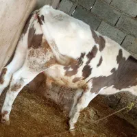 گوساله نر