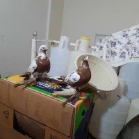 کفتر کم یاب|پرنده|تبریز, |دیوار