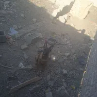 توله مالنیوز ماده 8ماه|سگ|خلیل آباد, |دیوار