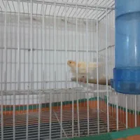 قناری موزاییکی