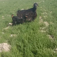 ۴ راس سالار بز کهره دار و ۵ راس کهره