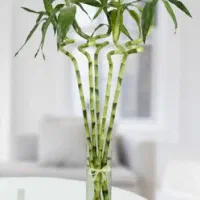 بامبو|گل و گیاه طبیعی|جیرفت, |دیوار