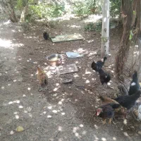 جوجه.چوری رسمی ،سه ماه نیم ه