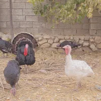 بوقلمون ومرغ وخروس