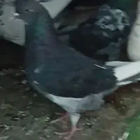 فروش کبوتر