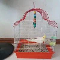 عروس هلندی نر بالغ|پرنده|آزادشهر, |دیوار