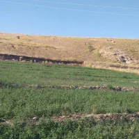 یونجه