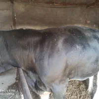 گوساله چاق آماده کشتار