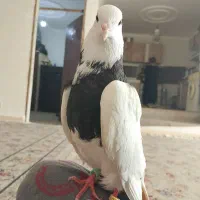 توقی|پرنده|ازگله, |دیوار
