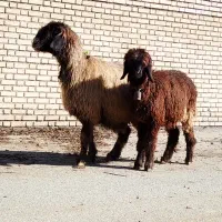 4 راس میش بختیاری