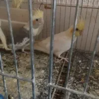 طوطی‌عروس‌هلندی|پرنده|اشنویه, |دیوار