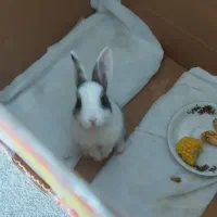 خرگوش مینیاتوری|موش و خرگوش|کرمانشاه, |دیوار