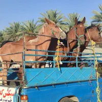 خرید و فروش اسب بصورت نقدی|اسب و تجهیزات اسب‌سواری|شیراز, اکبر آباد|دیوار