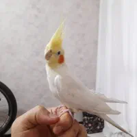 عروس‌هلندی‌لوتینو