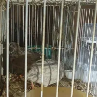 تخم نطفه دار بلدرچین|حیوانات مزرعه|پرند, فاز ۳|دیوار