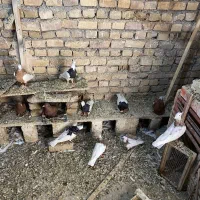 طوقی جفتگاه و پرش|پرنده|تربت‌حیدریه, آبشار|دیوار