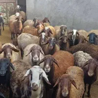 فروش میش آبستن جوان|حیوانات مزرعه|کمیجان, |دیوار