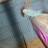 دو عدد مرغ عشق با قفس