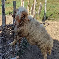 یک راس گوسفند نر بفروش میرسد|حیوانات مزرعه|دیلمان, |دیوار