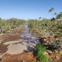 باغ پسته 25 ساله|فروش دفتر صنعتی، کشاورزی، تجاری|نیشابور, دربقاضی|دیوار