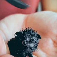 سگهای مینیاتوری|سگ|قم, سالاریه|دیوار