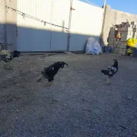 خروس لاری و غاز محلی|حیوانات مزرعه|بیله سوار, |دیوار