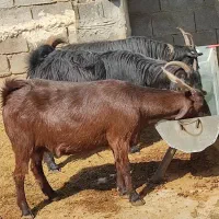 بز آبستن داشتی