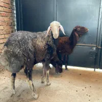گوسفند بره قوچی اث