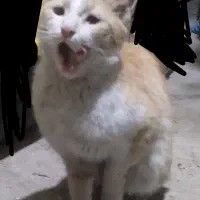 گربه|گربه|تربت جام, المهدی|دیوار