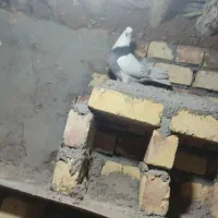جفت کلفه معاوضه با یدونه ککیلی قرمز نشان