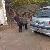 بره داشتی درجه یک|حیوانات مزرعه|مسجد سلیمان, |دیوار