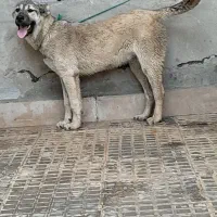 سگ سرابی|سگ|اردبیل, |دیوار